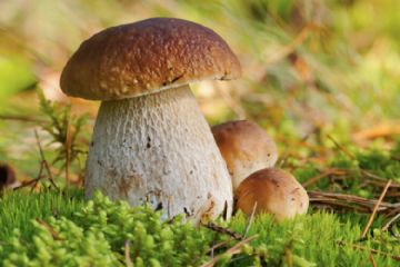 Attivit&#224; di controllo Micologico per Privati