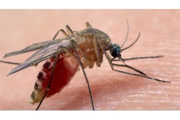 Misure prevenzione, sorveglianza circolazione virus West Nile-Usutu, trasmesso da zanzara Culex